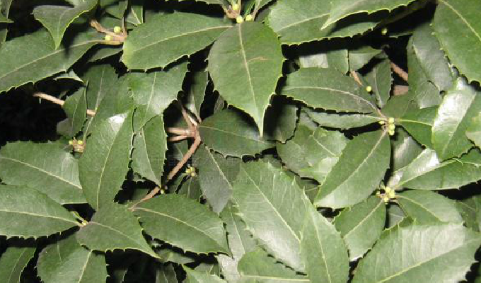  p>齿叶木犀(osmanthus × fortunei)木犀科,木犀属植物.