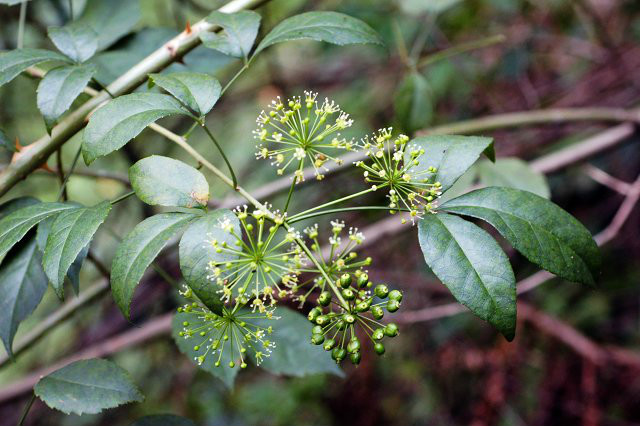  p>小果无梗五加( a href="#" data-lemmaid="8074290">学名 /a>