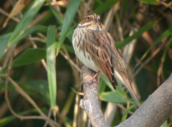  p>小鹀(学名: i>emberiza pusilla /i>),是鹀科鹀属的一种动物.