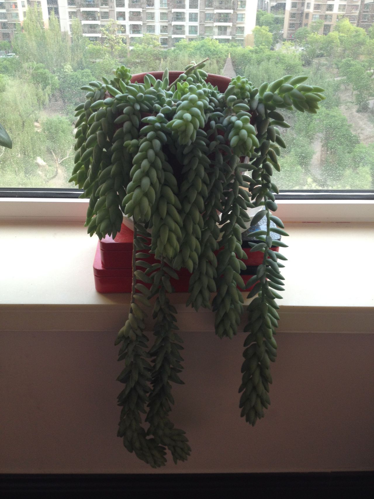  p>玉珠帘(学名: i>sedum /i>  i>morganianum /i> e.