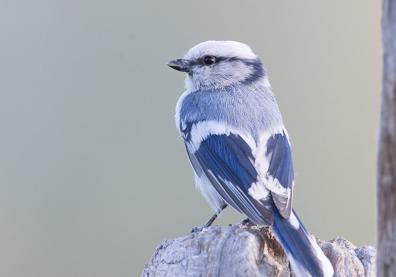  p>灰蓝山雀(学名: i>cyanistes cyanus /i>):是雀形目山雀科的 a