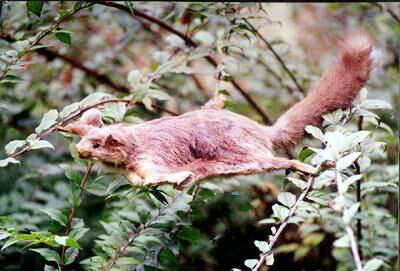  p>复齿鼯鼠(学名: i>trogopterus xanthipes /i>)也叫 a href="#"