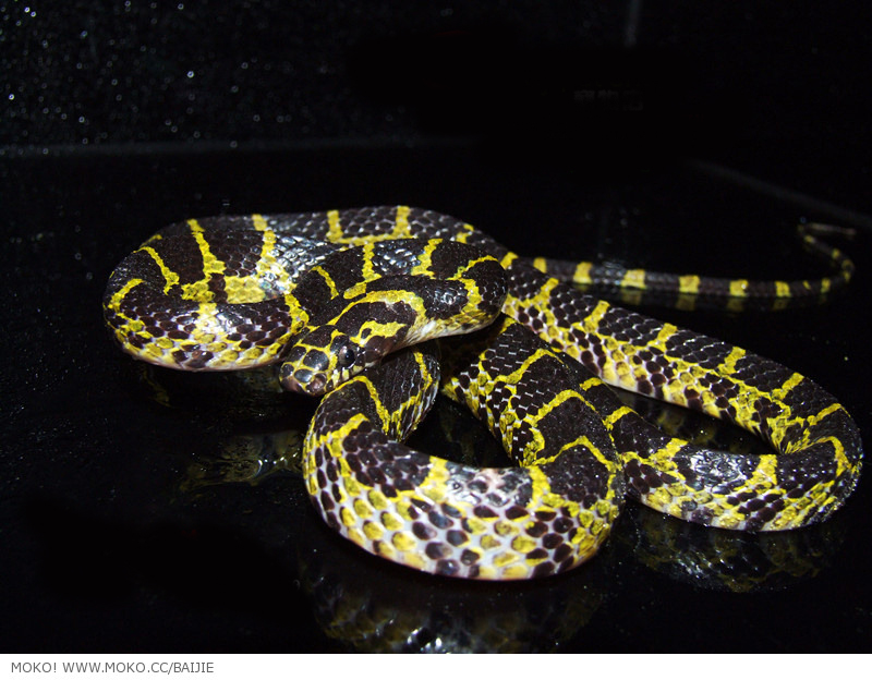  p>黄链蛇(拉丁学名: i>dinodon flavozonatum /i>),游蛇科链蛇属,是