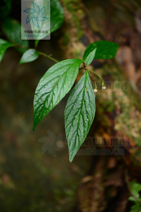  p> b>茄花香草 /b>(学名: i>lysimachia solaniflora /i>)为 a href=