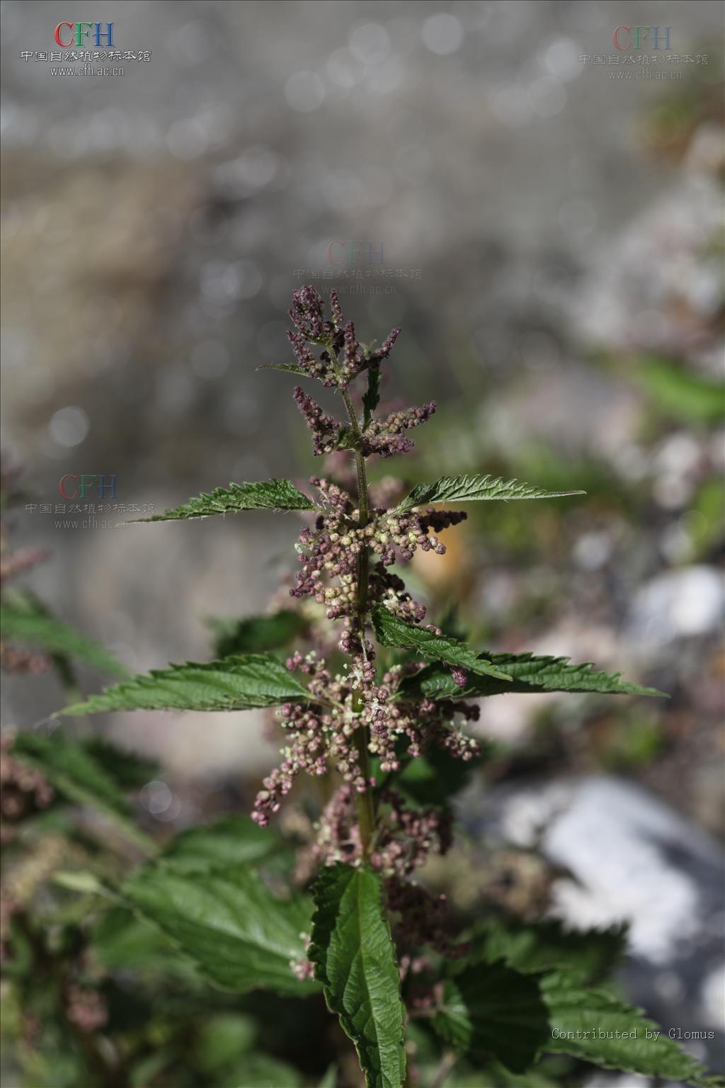 新疆异株荨麻
