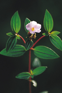 >(学名:otanthera scaberrima (hayata) ohwi)是野牡丹科耳药花属植物