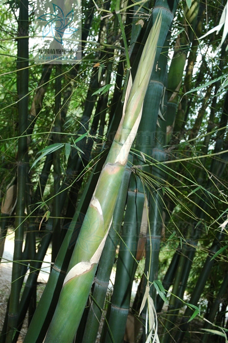 鱼肚腩竹