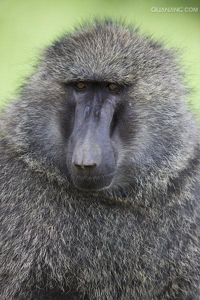  p>狒狒(学名: i>papio /i>):灵长目 a target="_blank" href="/item