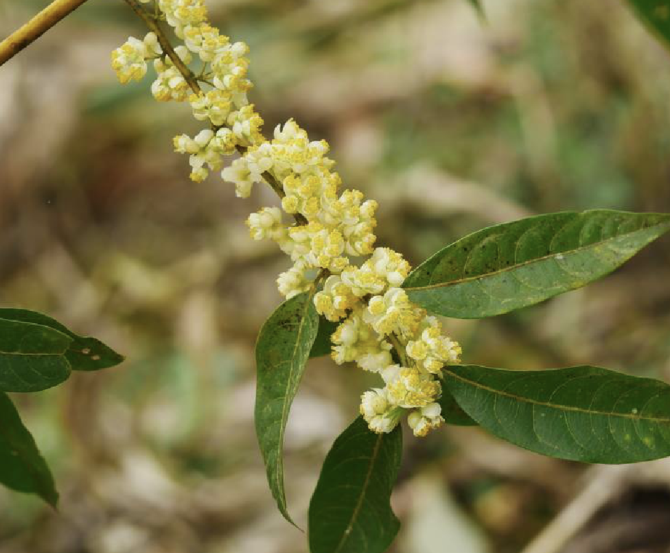  p>毛叶木姜子(学名: i>litsea mollis /i> hemsl.