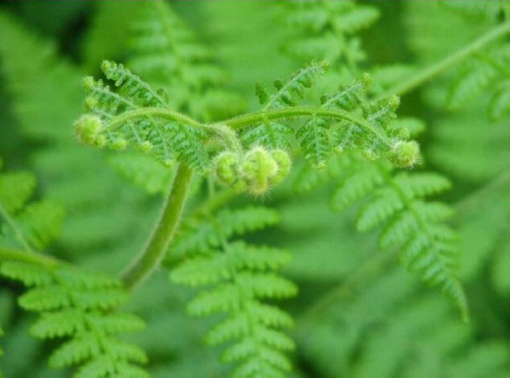 名蕨,亦称微菜,拳菜,凤尾菜,因其嫩芽状似小孩拳头,俗称娃娃拳,蕨菜中