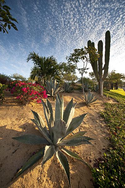  p>沙漠植物泛指在沙漠环境条件下,能 a href="#" data-lemmaid="