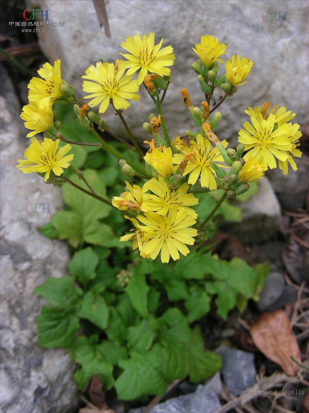  p>川黔黄鹌菜(学名: i>youngia rubida /i>)是黄鹌菜属植物,高20-50