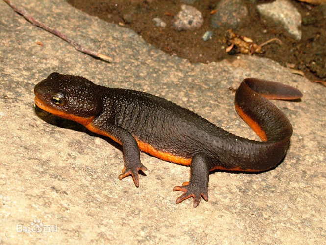  p>大蝾螈(学名:andrias davidianus),又名火 a>蜥蜴, /a>全长12-15