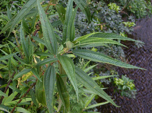 为荨麻科植物大叶苎麻 i>boehmeria /i> i>  /i> i>penduliflora /i> 