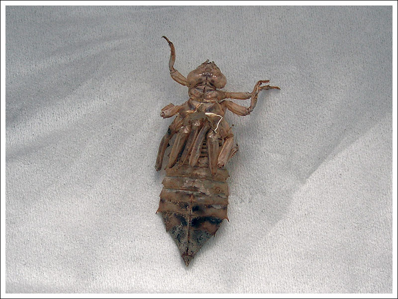  p>稚虫是 a target="_blank" href="/item/不完全变态">不完全变态 