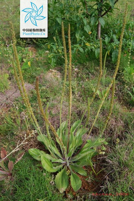  p>北美车前(学名: i>plantago virginica /i>  l.
