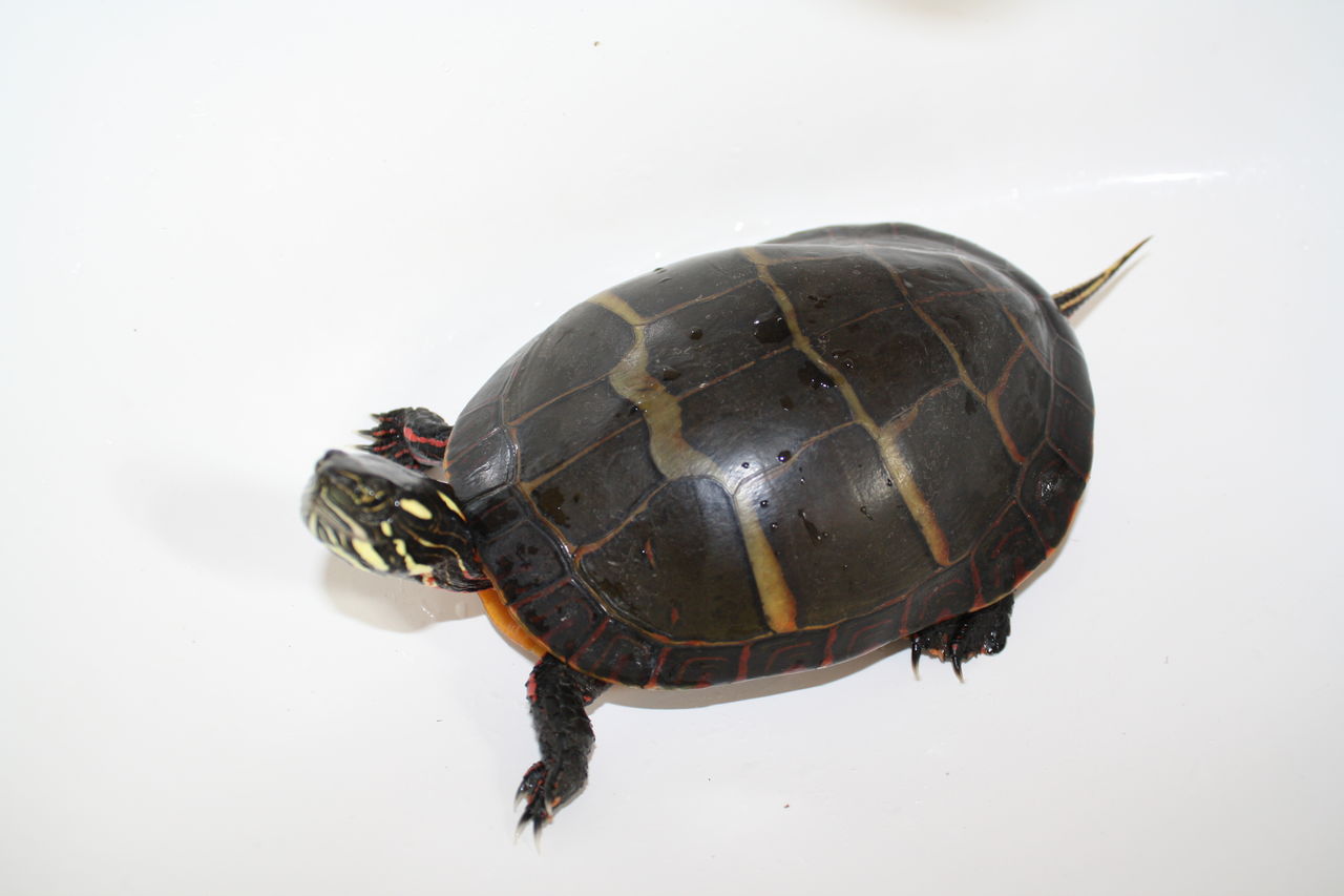  p>拟鳄龟(学名: i>chelydra serpentina /i>)是鳄龟科,拟鳄龟属动物.