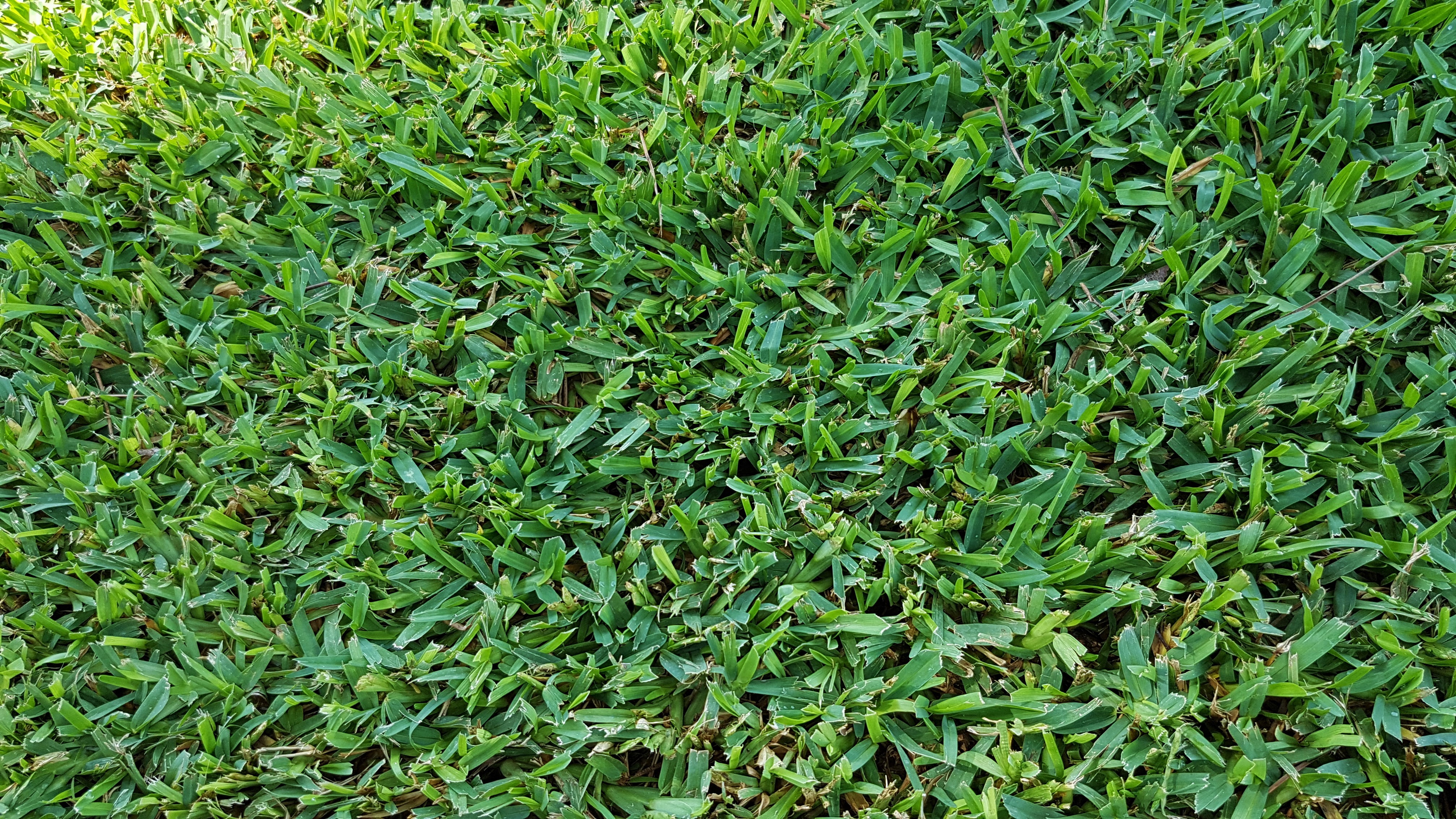  p data-id="gn7wah1usm">侧钝叶草( i>steno