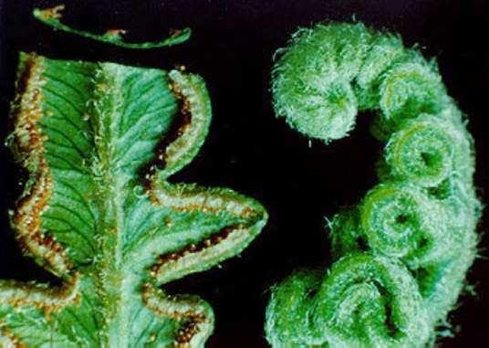 孢子植物_百度百科