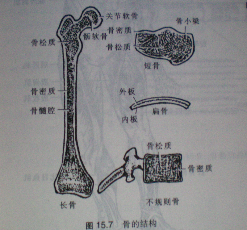 骺软骨