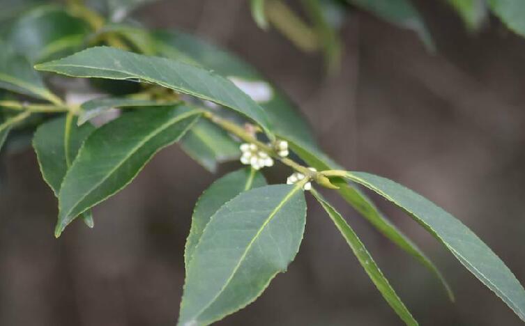  p>光亮山矾(学名: i>symplocos lucida  /i>(thunb.