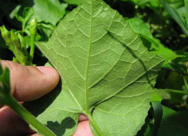 trichosanthes ovigera