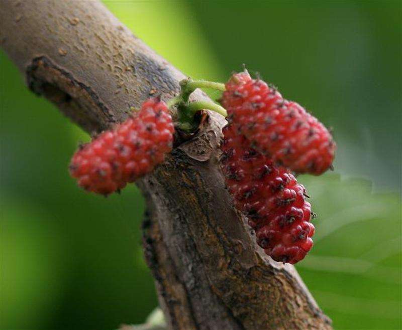 由一整个花序形成的复合果实,称为聚花果,它与聚合果不同,聚合果是由