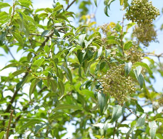 f.)是木犀科女贞属植物,灌木或小乔木,高可达12米;树皮灰褐色.