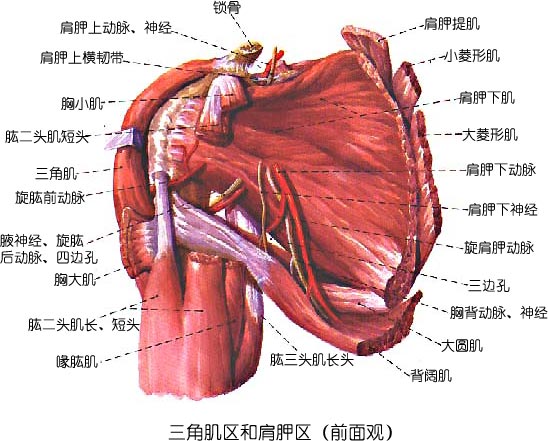 是一个底向上尖向下的三角形肌,位于肩部皮下,从前,后,外侧包裹着肩