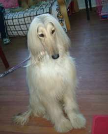 库瓦兹犬