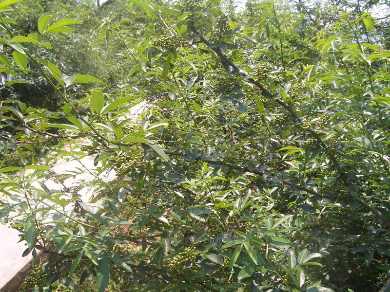  p>狗青是一种多年生 a target="_blank" href="/item/树蕨/3079054"