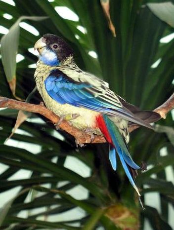 p>北部玫瑰鹦鹉(学名: i>platycercus venustus /i>)的羽毛的花纹