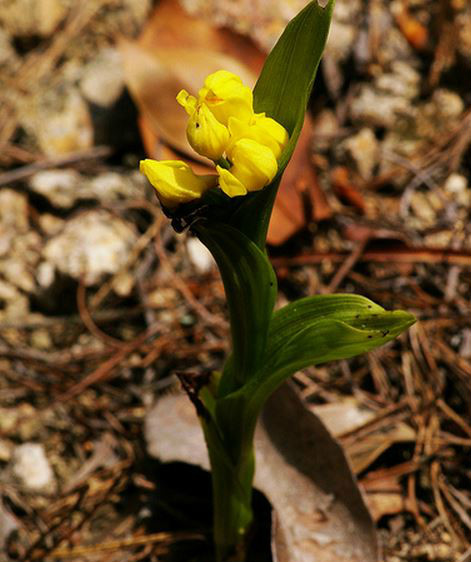  p>金兰(学名: i>cephalanthera falcata  /i> (thunb. ex a.