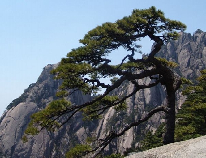  p data-id="go06539cjy">黄山奇松,是指安徽黄山的奇松,有潇洒,挺秀