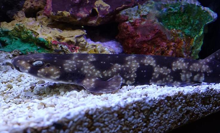  p>虎纹猫鲨(学名: i>scyliorhinus torazame /i>)是猫鲨科,猫鲨属的