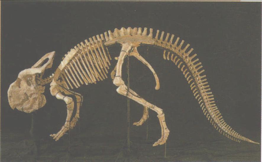  p>原角龙(属名:protoceratops)在希腊文意为"第一个有角的脸, 是种