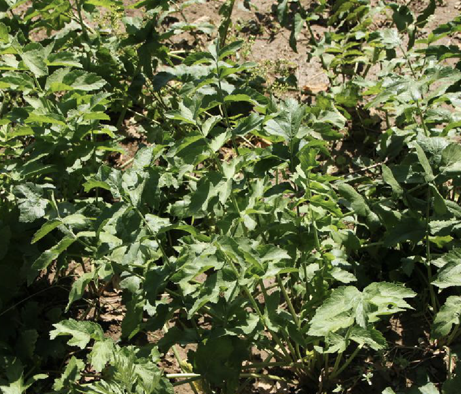  p>欧防风(学名: i>pastinaca sativa /i> l.)是伞形科欧防风属植物.