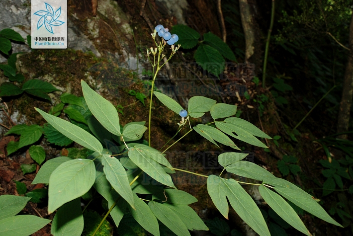 robustum maxim. 我国东北,西北和东部亦产之.该属物种