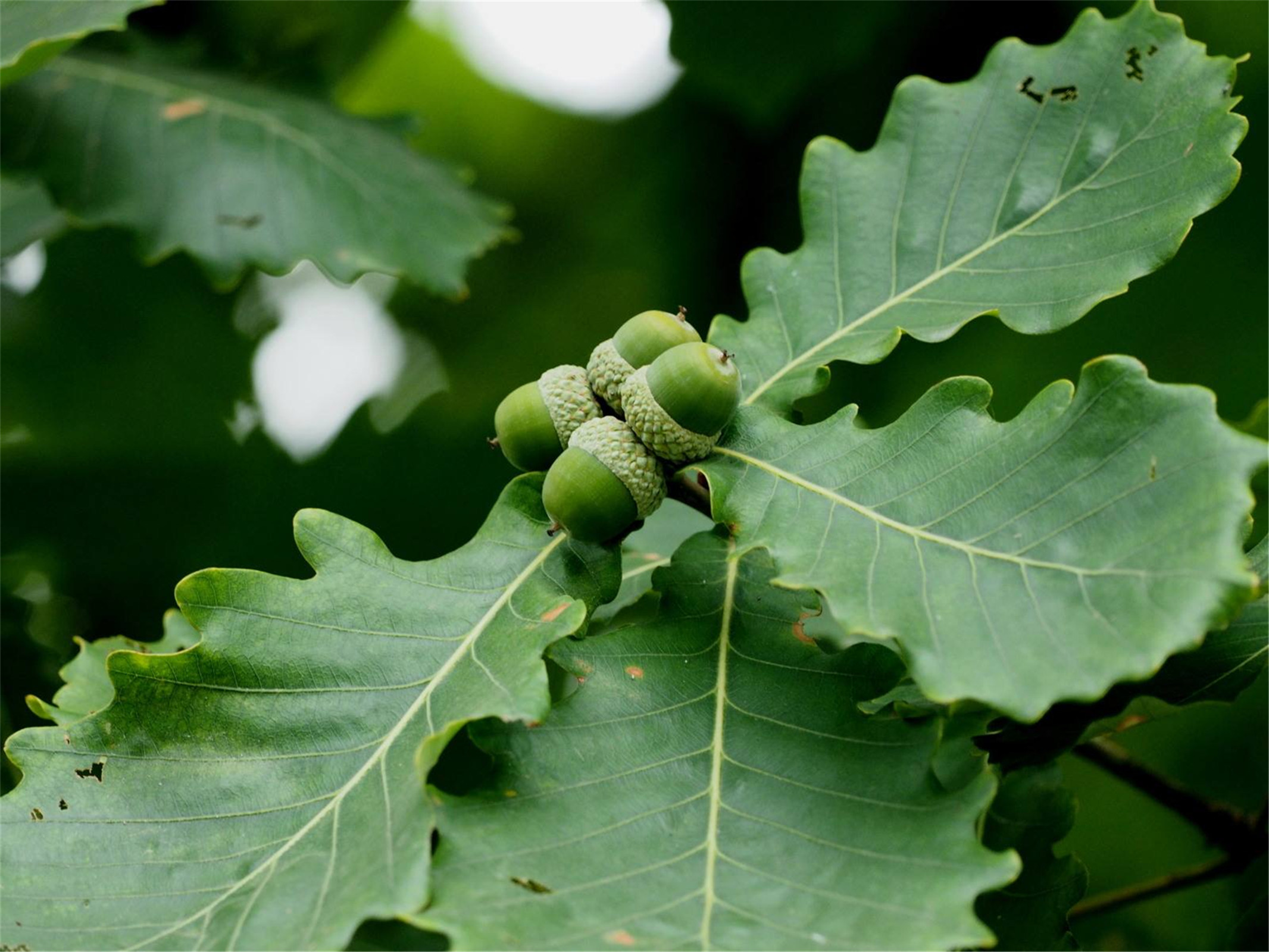 ="7640479">壳斗科 /a>, a href="#" data-lemmaid="48804">栎属 /a>