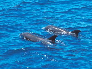  p>瓜头鲸(学名: i>peponocephala electra /i>),其特征与 a target="