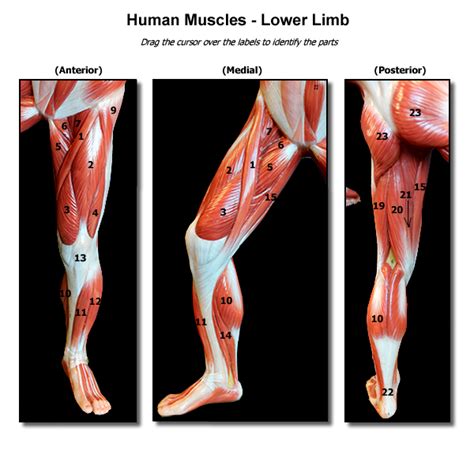  p>耻骨肌,指的是位于股骨小转子下方的肌肉.