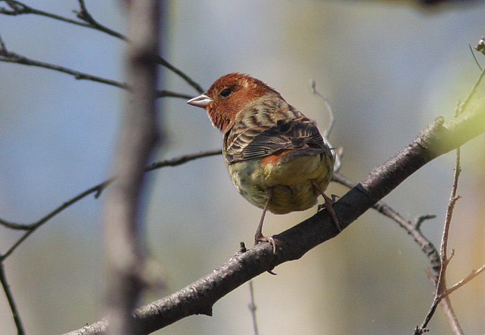  p>栗鹀(学名: i>emberiza rutila /i>):为鹀科鹀属的鸟类,体重15-22