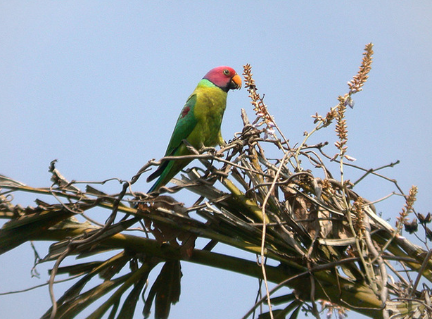  p>紫红头鹦鹉(学名: i>psittacula cyanocephala /i>)是 a target="