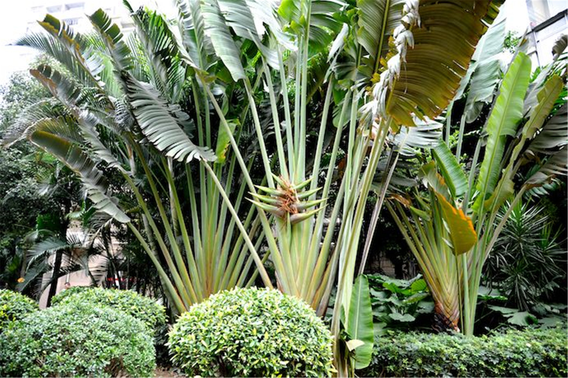 ravenala madagascariensis