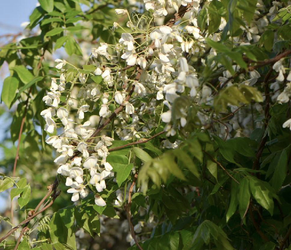  p>白花藤萝(学名: i>wisteria venusta /i> rehd. et wils.