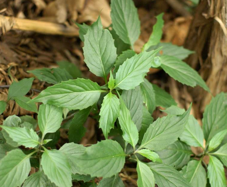  p>尼泊尔菊三七(学名: i>gynura nepalensis /i> dc.