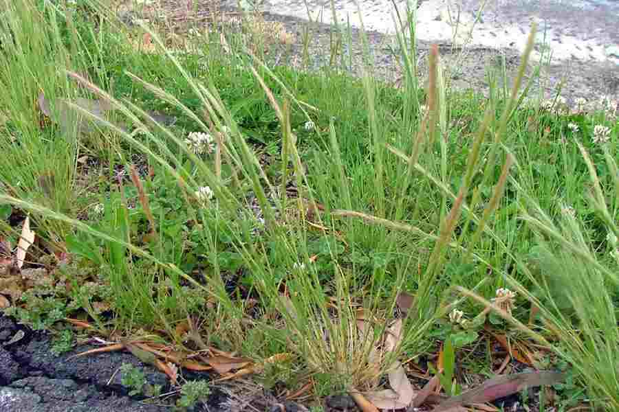  p>鼠茅(学名: i>vulpia myuros /i> (l.) gmel.