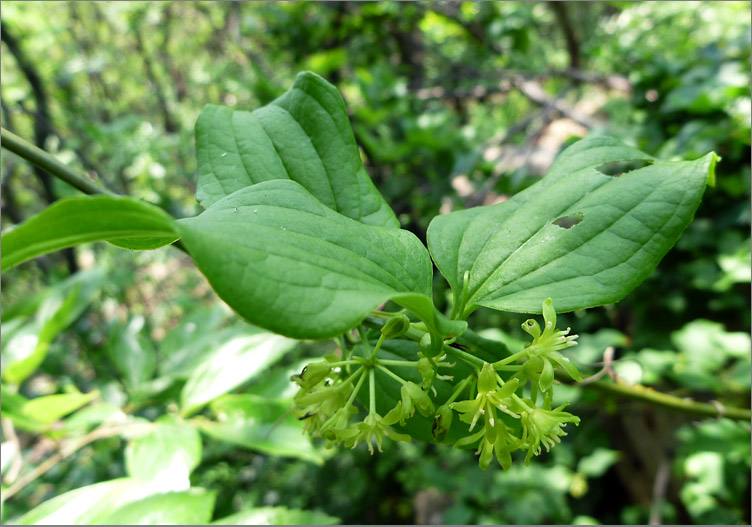  p>华东菝葜(学名: i>smilax sieboldii /i> miq.