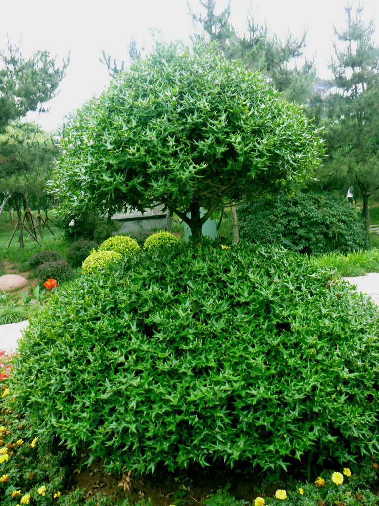  p>冬青(ilex chinensis sims):是 a target="_blank" href="/item/无
