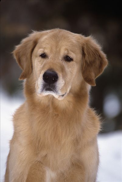  p>普通家犬,也称"家狗",是最常见的犬科 a target="_blank" href="